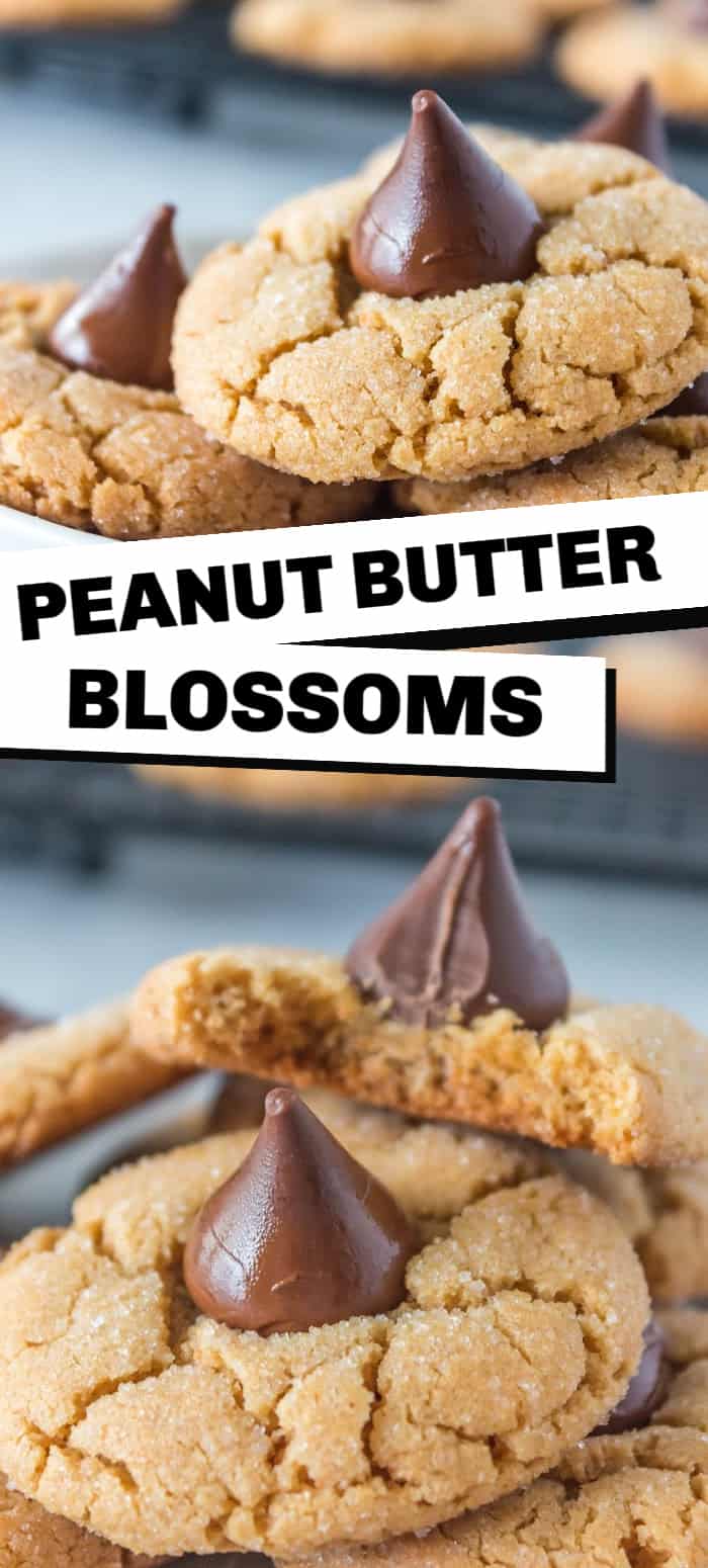 Peanut butter blossoms are soft and chewy sugar-coated peanut butter cookie topped with a Hershey's chocolate kiss. They make the perfect Christmas cookie or holiday treat. 