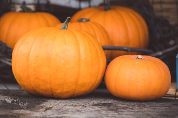 Pumpkin Is Ripe How To Tell When A Pumpkin Is Ripe - Balancing Motherhood