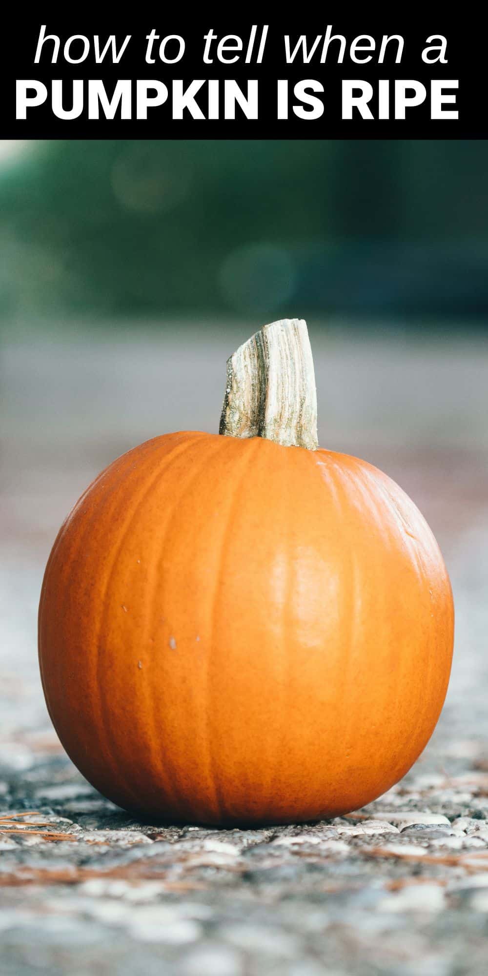 From desserts to decor, pumpkins are everywhere in the fall and we’ve got all the tips and tricks to help you pick the perfect one. Whether you prefer to grow your own pumpkins or pick one from the farmer’s market, pumpkin patch, or grocery store, it’s important that they’re harvested when perfectly ripe. This allows them to have a longer shelf life, make them less likely to rot, and ensure they have the best flavor for all those delicious pumpkin recipes. Read on for our best ways to tell when a pumpkin is ripe.