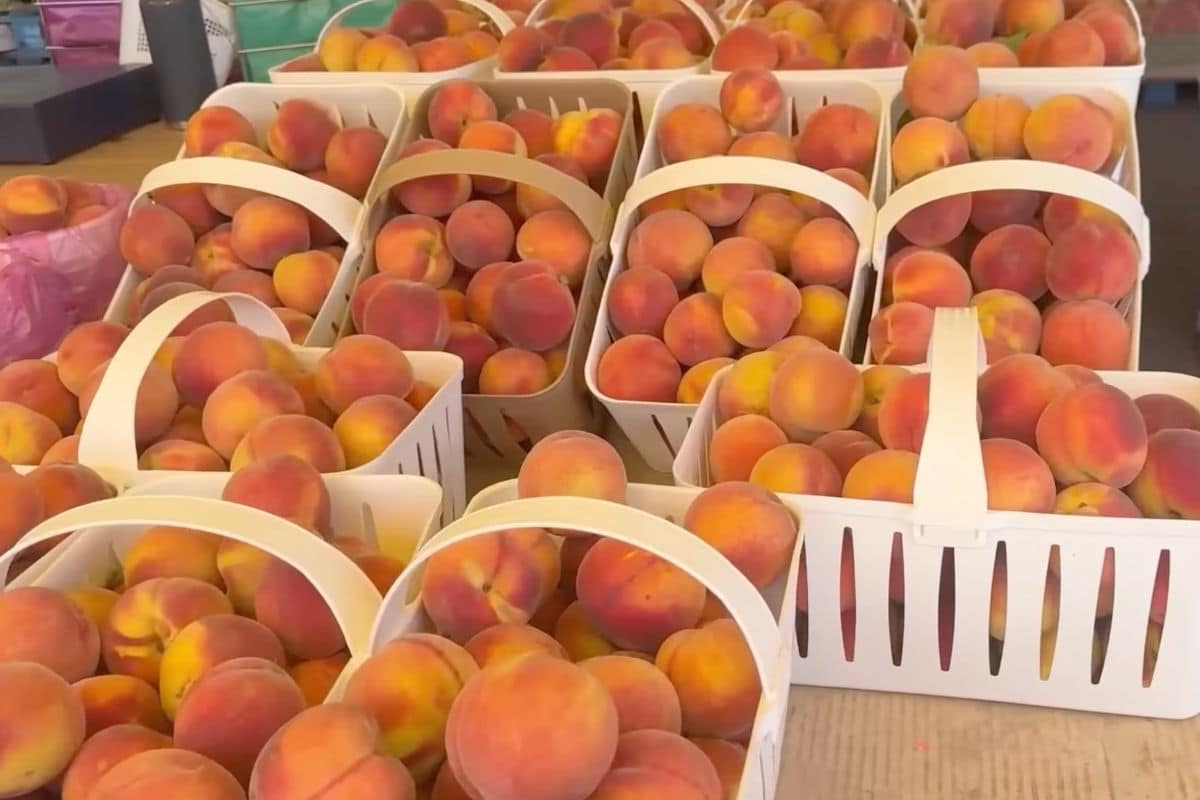 Multiple white baskets filled with ripe peaches are displayed on a table.